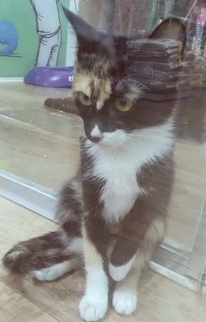 Gato raça SRD-ViraLata idade 2 a 6 meses nome LIDIA TRICOLOR