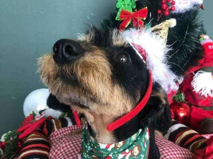 Cachorro ra a SRD idade 1 ano nome JUBINHA