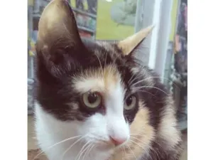 Gato raça SRD idade 2 a 6 meses nome LEDA TRICOLOR