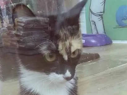 Gato raça SRD-ViraLata idade 2 a 6 meses nome LIDIA TRICOLOR