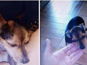 Cachorro raça Indefinida idade 1 ano nome Amora