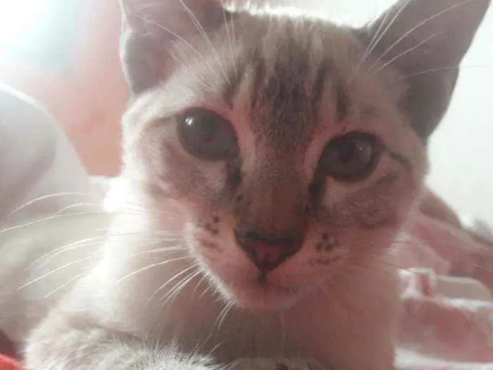 Gato ra a Sem Raça idade 2 anos nome Leão