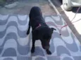 Cachorro raça Vira lata idade 3 anos nome Negão 