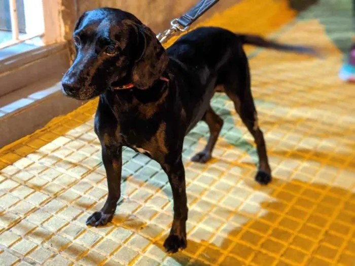 Cachorro raça Srd idade 1 ano nome Nero bonzinho 