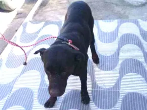 Cachorro raça Vira lata idade 3 anos nome Negão 