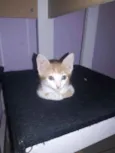 Nala, mendy e sofia