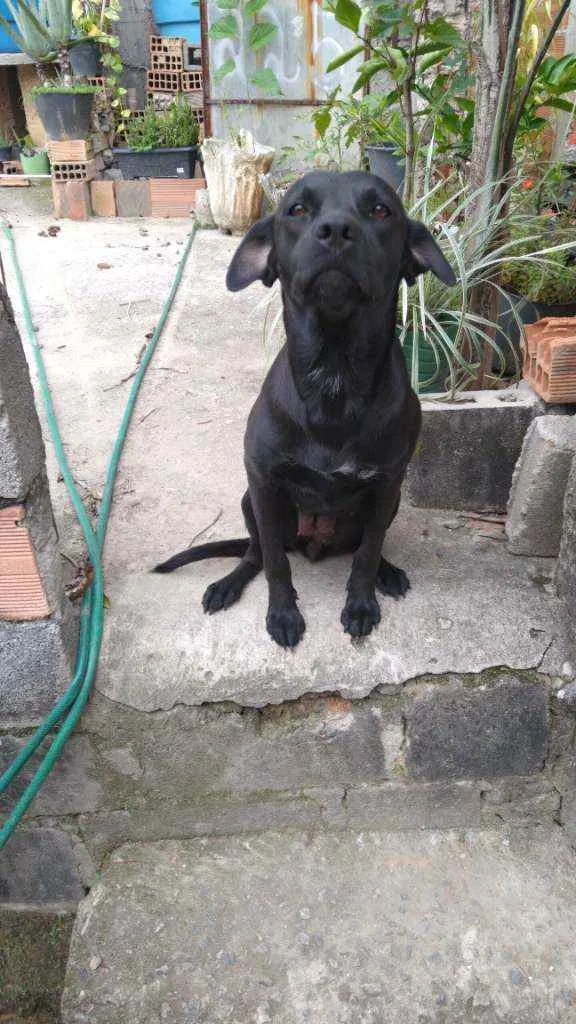 Cachorro raça Labra erro vacina como pitbull idade 7 a 11 meses nome Kiara
