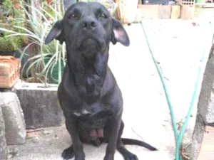 Cachorro raça Labra erro vacina como pitbull idade 7 a 11 meses nome Kiara