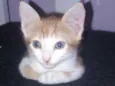 Nala, mendy e sofia