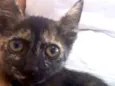 Nala, mendy e sofia