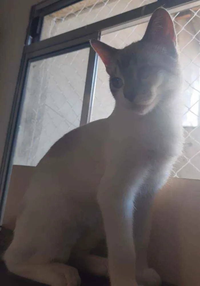 Gato ra a Srd idade 2 a 6 meses nome Vitória