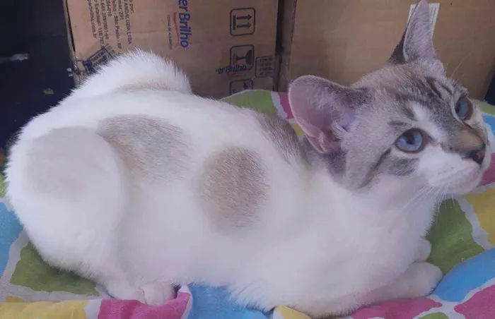 Gato ra a Srd idade 2 a 6 meses nome Vitória