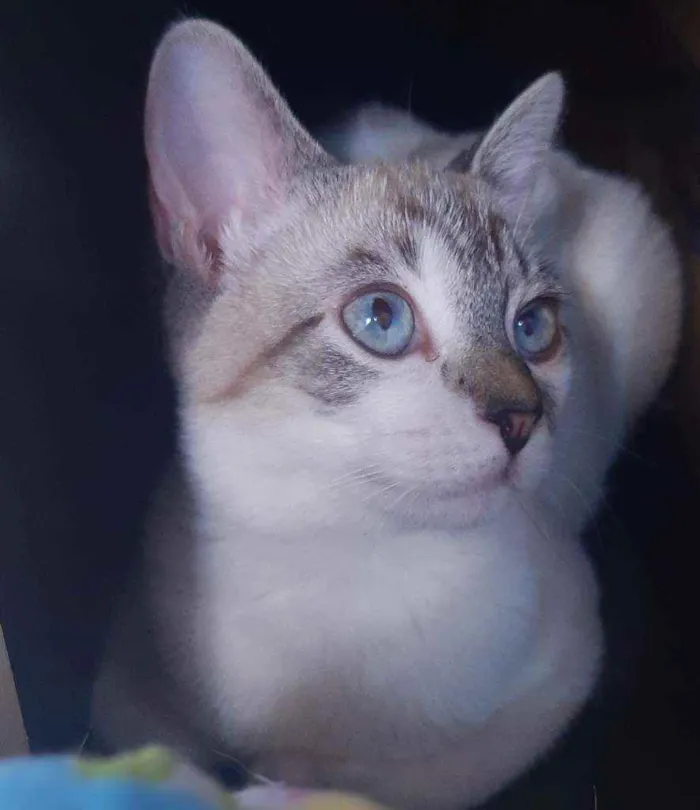 Gato ra a Srd idade 2 a 6 meses nome Vitória