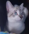 Vitória