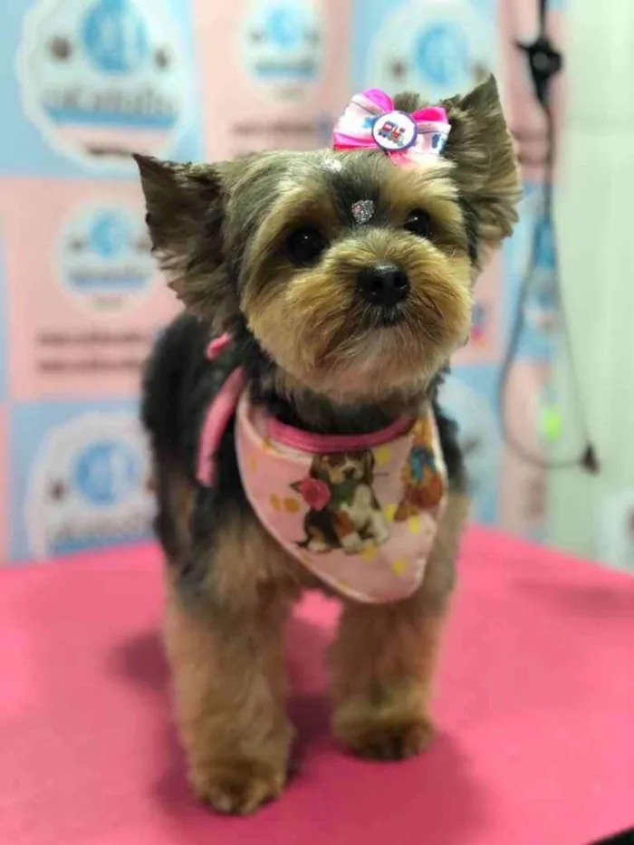 Cachorro ra a Yorkshire  idade 5 anos nome Neguinha