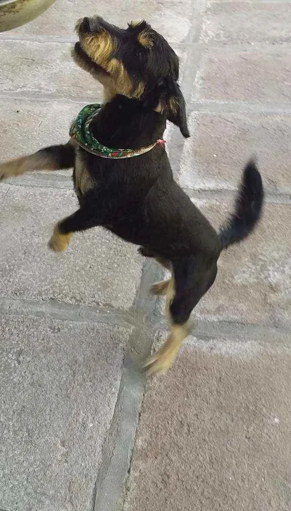 Cachorro ra a SRD idade 1 ano nome JUBINHA