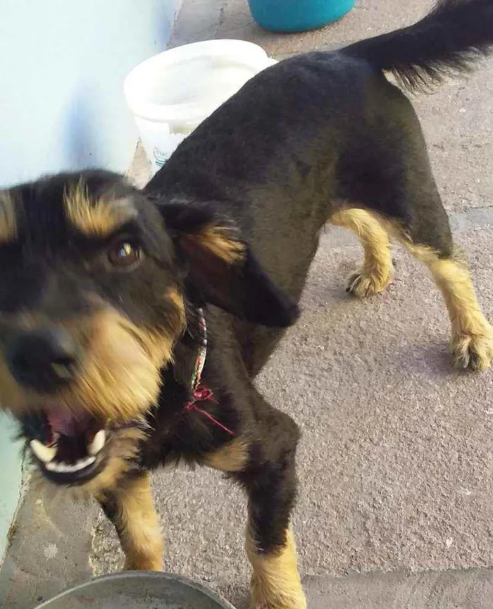 Cachorro ra a SRD idade 1 ano nome JUBINHA