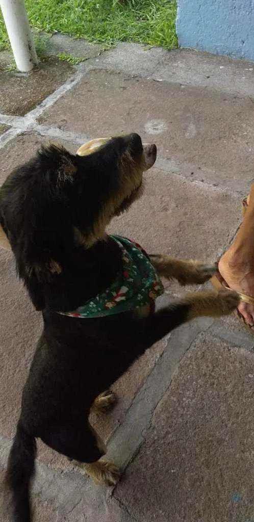 Cachorro ra a SRD idade 1 ano nome JUBINHA