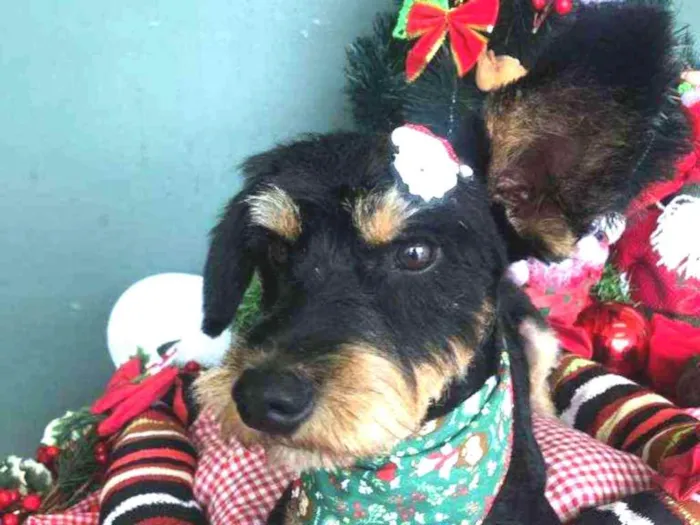 Cachorro ra a SRD idade 1 ano nome JUBINHA