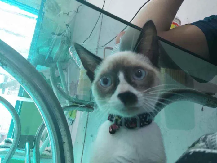 Gato raça  idade 7 a 11 meses nome Kiara