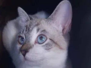 Gato raça Srd idade 2 a 6 meses nome Vitória