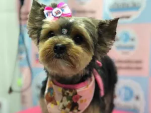 Cachorro raça Yorkshire  idade 5 anos nome Neguinha