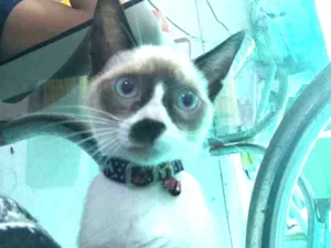 Gato raça  idade 7 a 11 meses nome Kiara