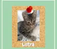 Listra
