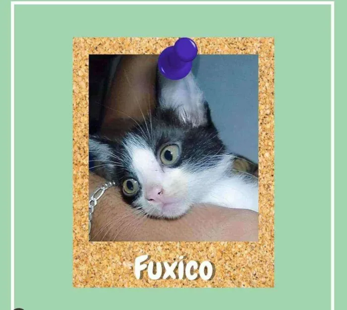 Gato ra a srd idade 2 a 6 meses nome Fuxico