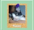 Fuxico