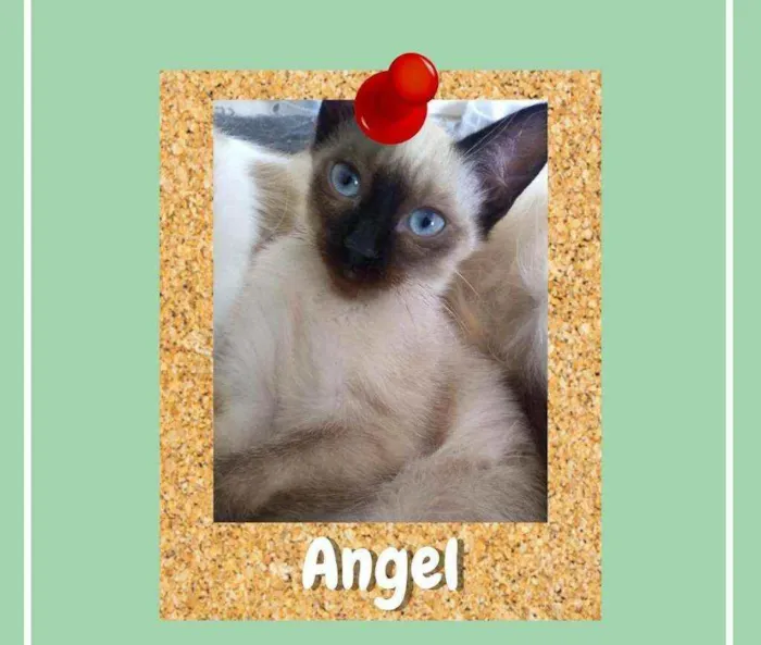 Gato ra a srd idade 2 a 6 meses nome Angel