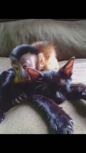 Gato raça  idade Abaixo de 2 meses nome Sem nome