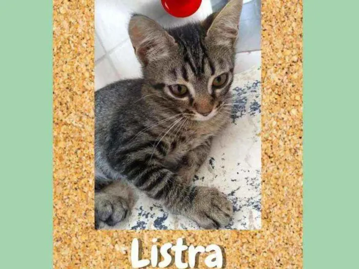 Gato ra a srd idade 2 a 6 meses nome Listra