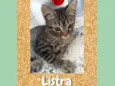 Listra