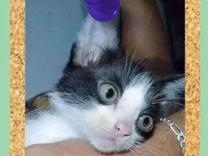 Gato raça srd idade 2 a 6 meses nome Fuxico