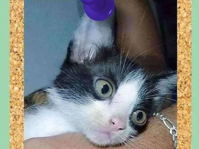 Gato ra a srd idade 2 a 6 meses nome Fuxico