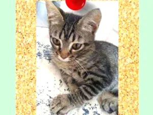Gato raça srd idade 2 a 6 meses nome Listra