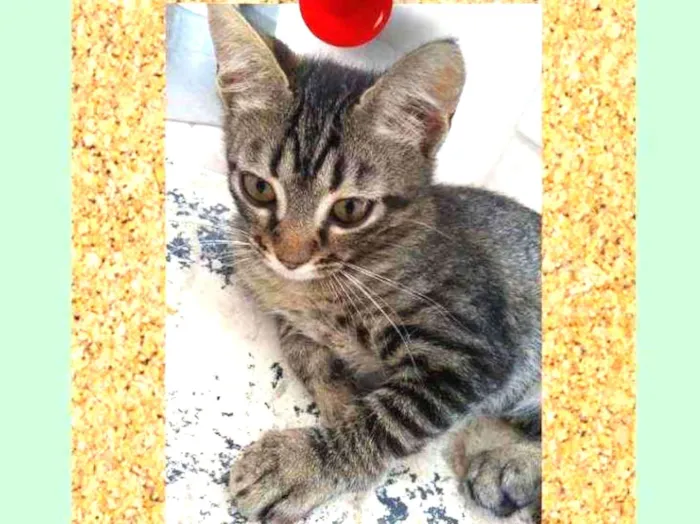 Gato ra a srd idade 2 a 6 meses nome Listra