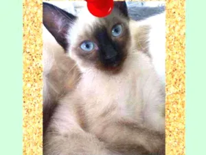 Gato raça srd idade 2 a 6 meses nome Angel