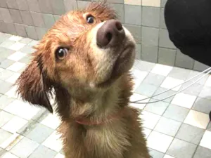 Cachorro raça SRD idade 2 a 6 meses nome Mel
