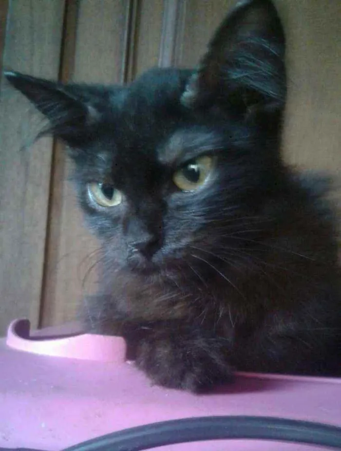 Gato ra a SRD idade 2 a 6 meses nome Kamala