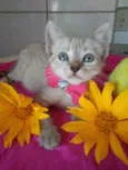 Princesa
