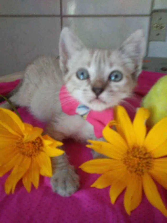 Gato ra a Siames idade 2 a 6 meses nome Princesa