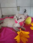 Princesa