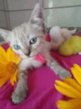 Princesa