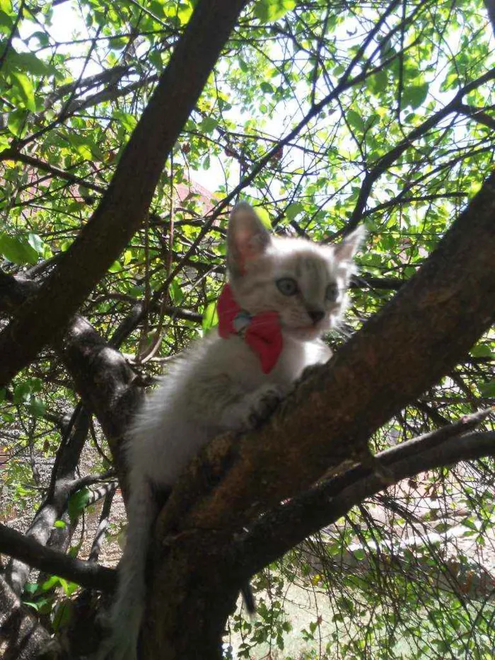 Gato ra a Siames idade 2 a 6 meses nome Princesa