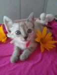 Princesa