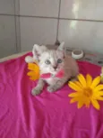 Princesa