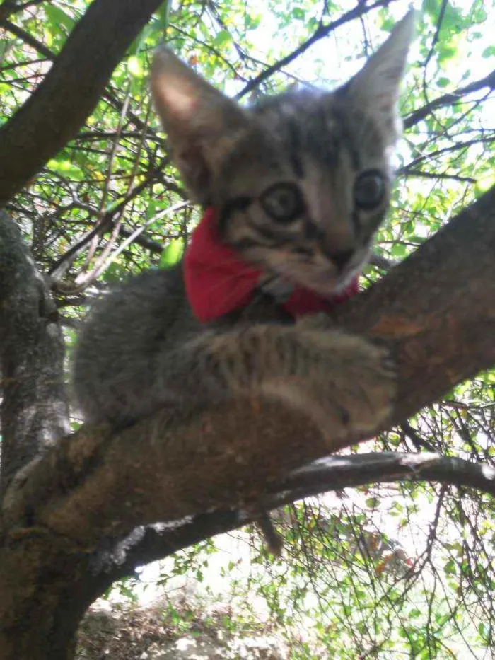 Gato ra a Tigresa idade 2 a 6 meses nome Lola