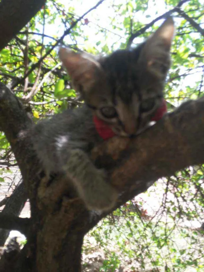Gato ra a Tigresa idade 2 a 6 meses nome Lola